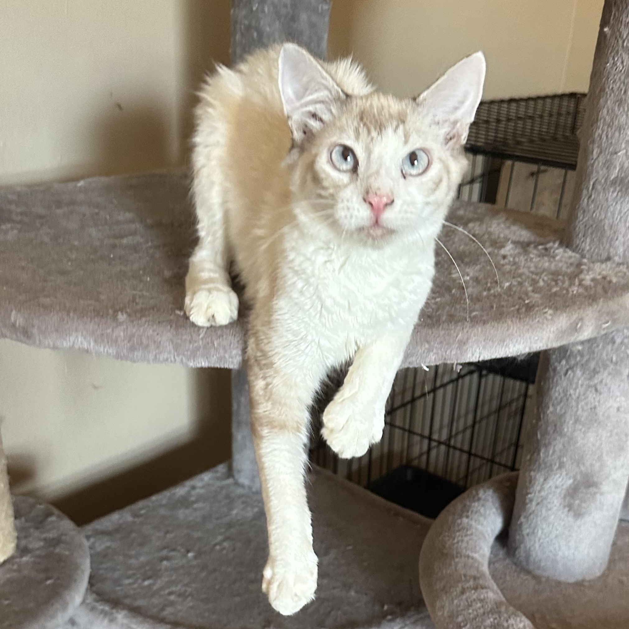 SB Lynxpoint, a Adoptable Siamese in Glendora, CA image 4/6