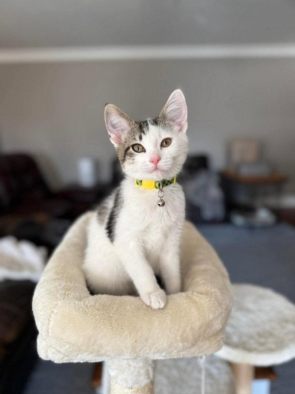 Peanut, a Adopted Tabby in Knoxville, TN image 1/3