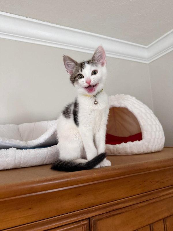 Peanut, a Adopted Tabby in Knoxville, TN image 2/3