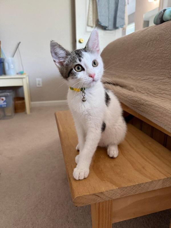 Peanut, a Adopted Tabby in Knoxville, TN image 3/3