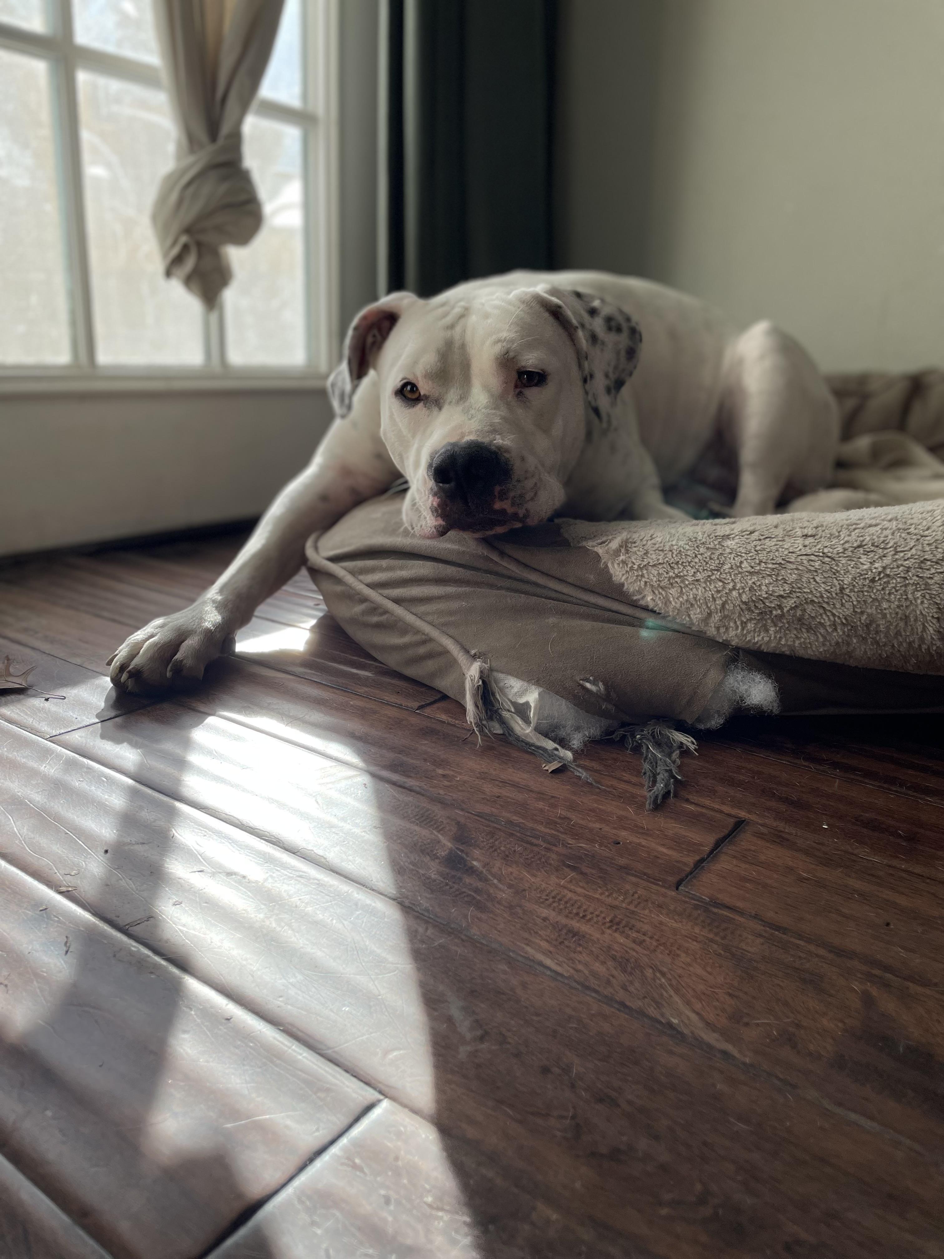 Leche, a ADOPTABLE Pit Bull Terrier in Colleyville, TX image 4/4