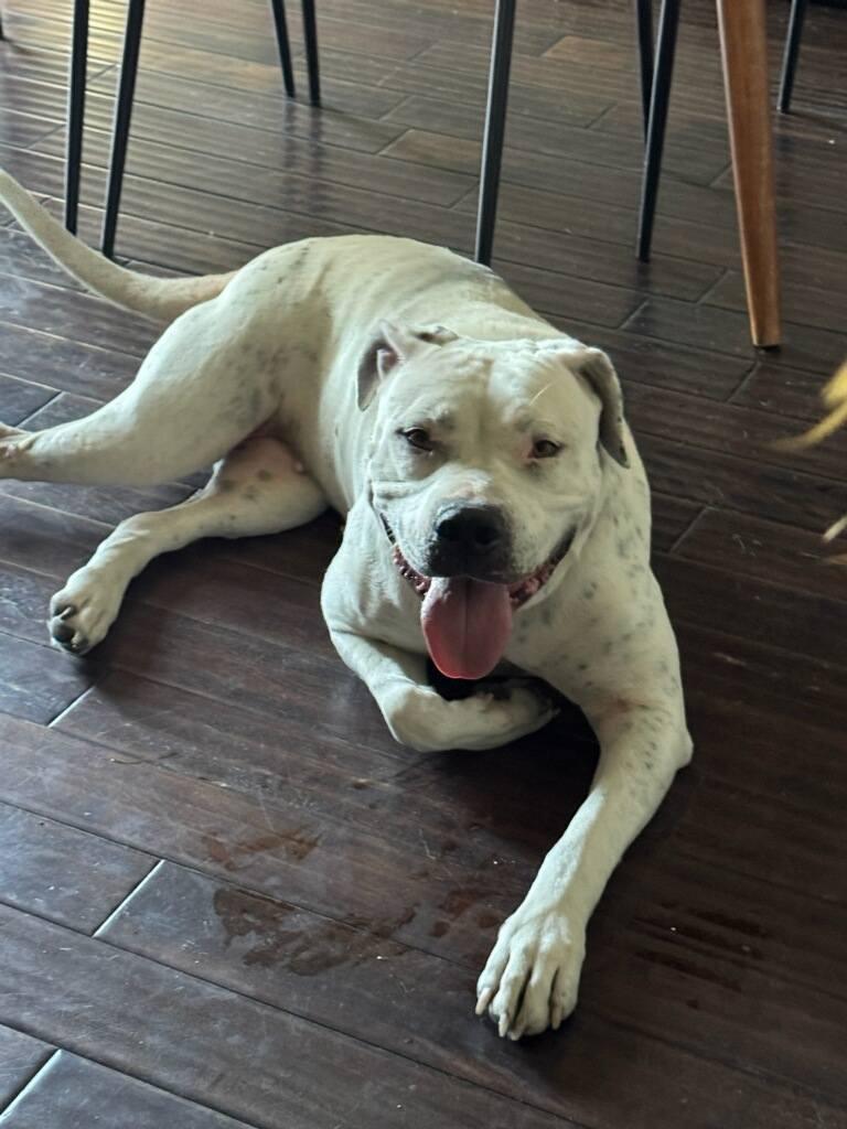Leche, a ADOPTABLE Pit Bull Terrier in Colleyville, TX image 2/4