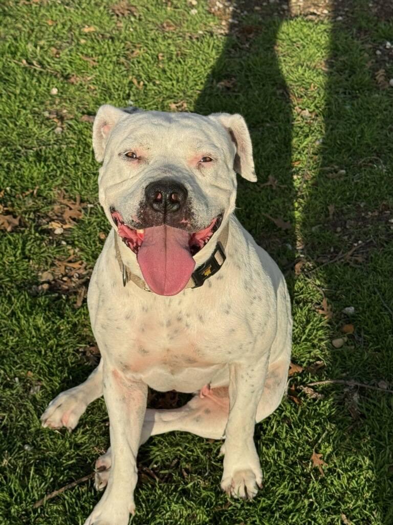 Leche, ADOPTABLE, Adult Female Pit Bull Terrier.