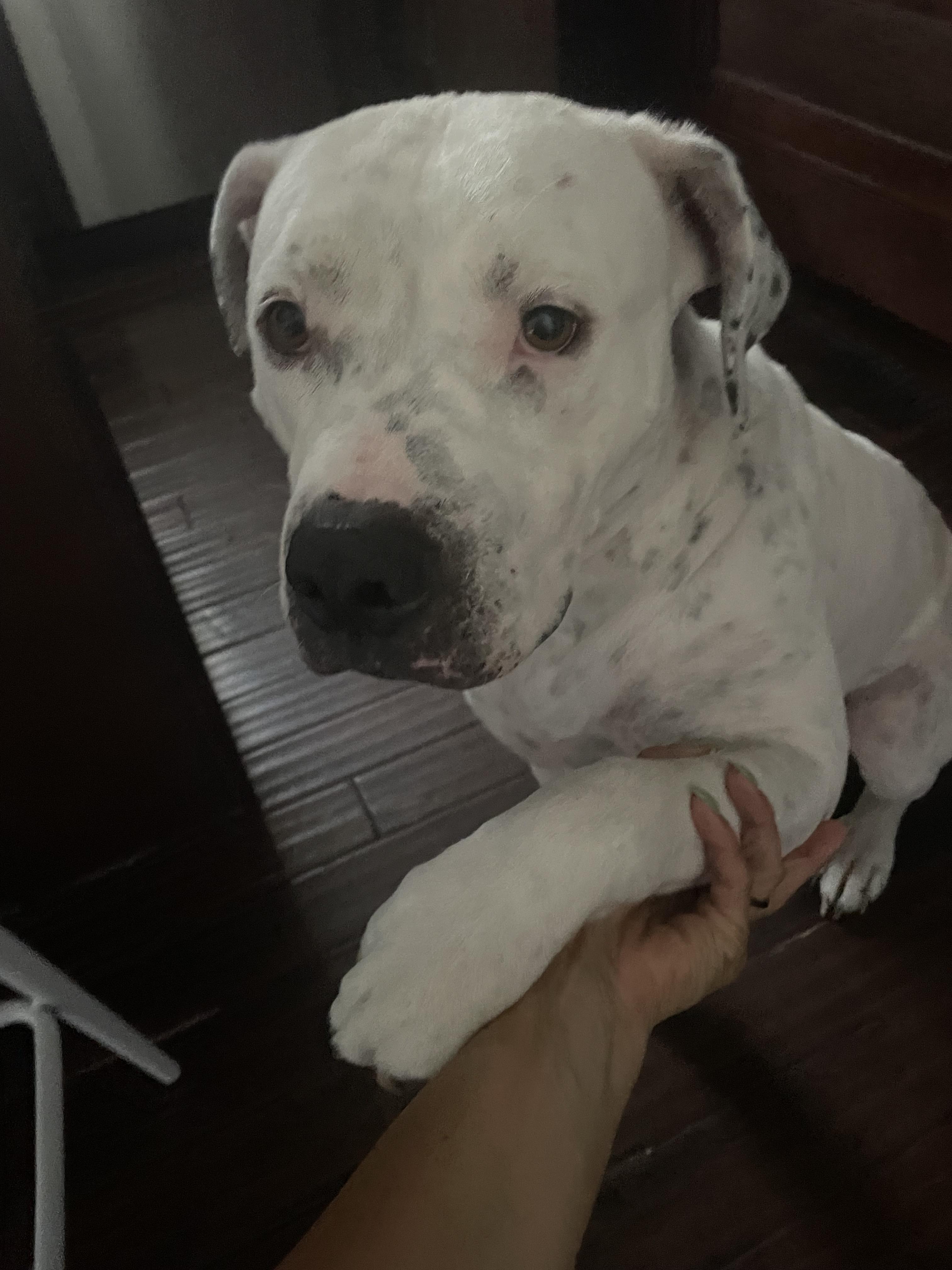 Leche, a ADOPTABLE Pit Bull Terrier in Colleyville, TX image 3/4