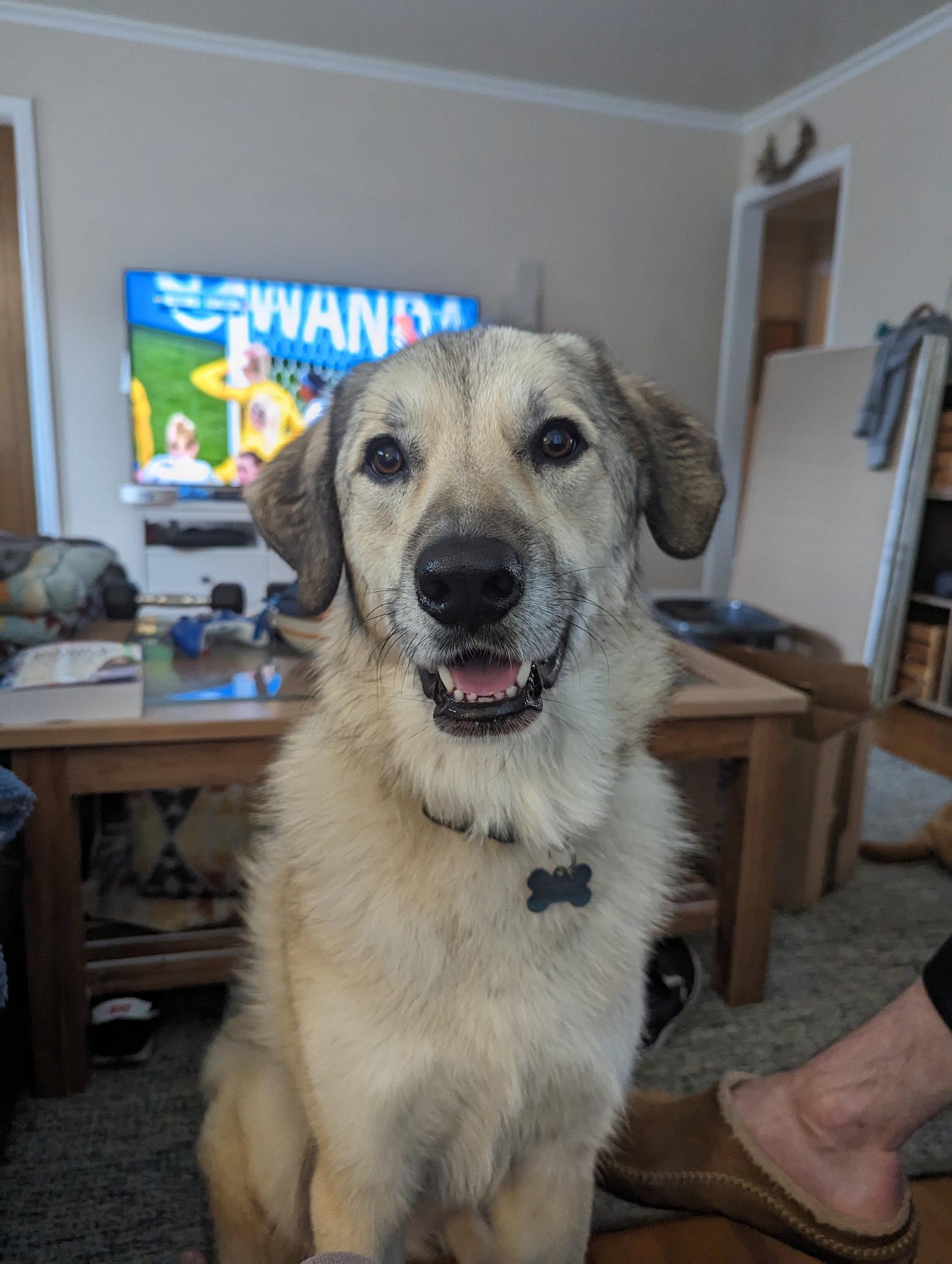 Molly (AP), a Adoptable Great Pyrenees in Bend, OR image 3/3