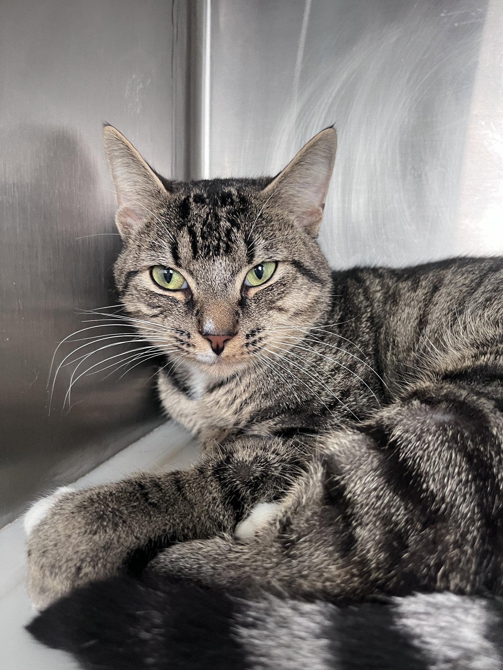 Enlarge Achilles, a Adoptable mixed breed in Carrollton, GA image 2/3