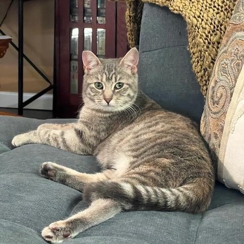 Enlarge Sandy, a Adoptable Domestic Short Hair in Los Angeles, CA image 1/6