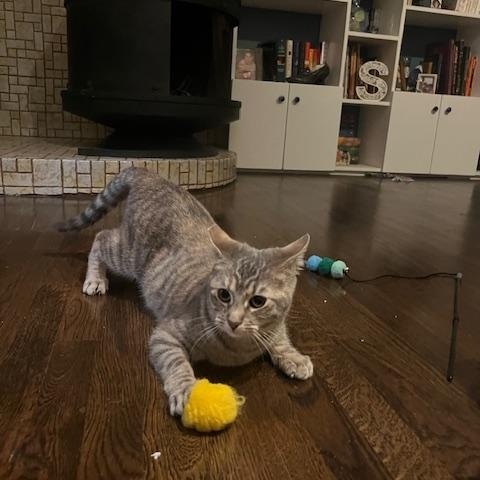 Enlarge Sandy, a Adoptable Domestic Short Hair in Los Angeles, CA image 3/6