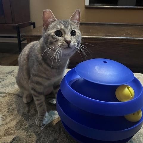 Enlarge Sandy, a Adoptable Domestic Short Hair in Los Angeles, CA image 6/6