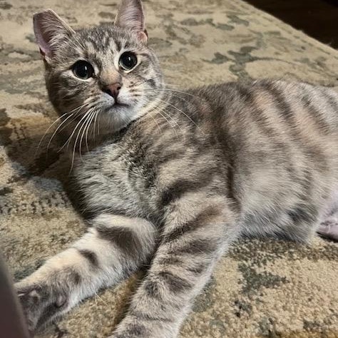 Enlarge Sandy, a Adoptable Domestic Short Hair in Los Angeles, CA image 2/6