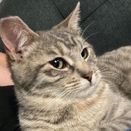 Enlarge Sandy, a Adoptable Domestic Short Hair in Los Angeles, CA image 5/6