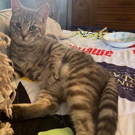 Enlarge Sandy, a Adoptable Domestic Short Hair in Los Angeles, CA image 4/6