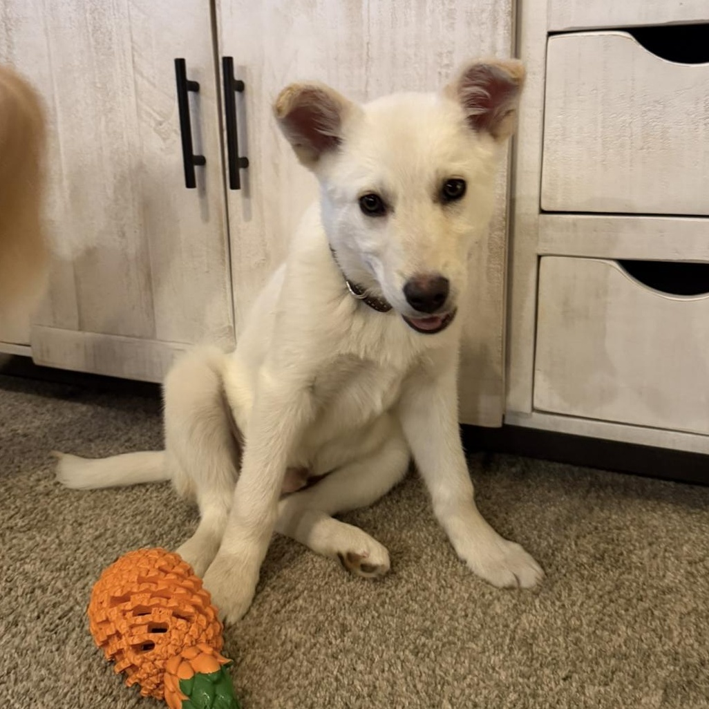 Enlarge Garbanzo, a ADOPTABLE mixed breed in Vancouver, WA image 3/3