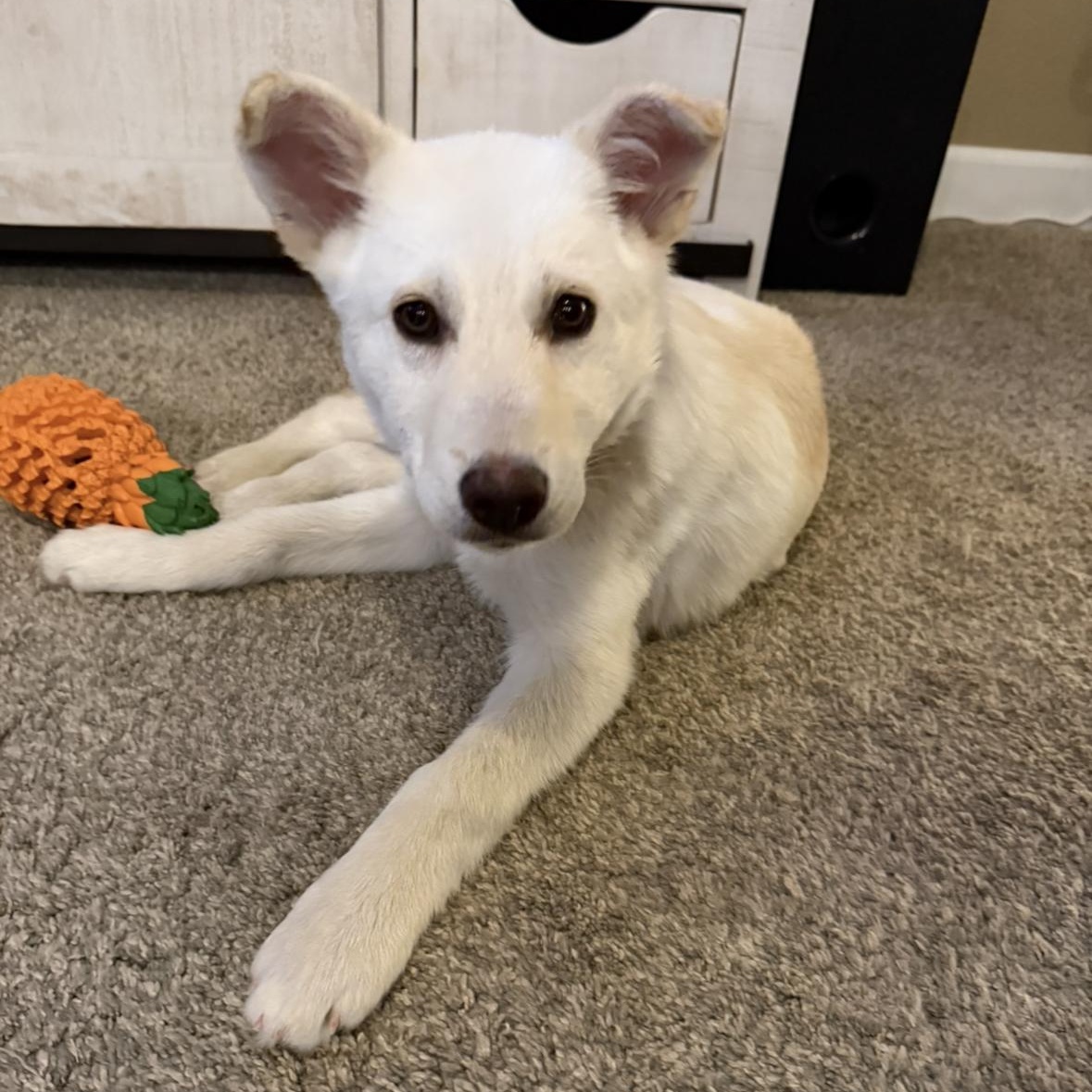 Garbanzo, ADOPTABLE, Puppy Male White German Shepherd.