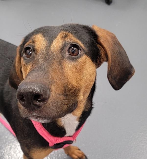 Enlarge Turquoise, a Adoptable mixed breed in Canton, GA image 1/1