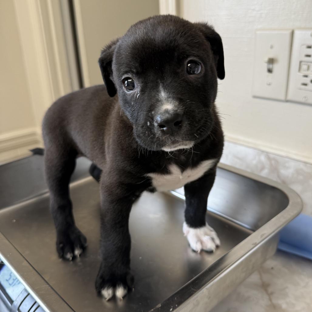 Porter — thumbnail 2