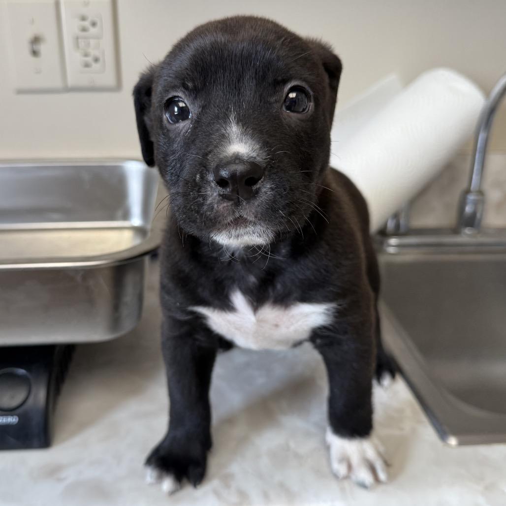 Porter — thumbnail 3