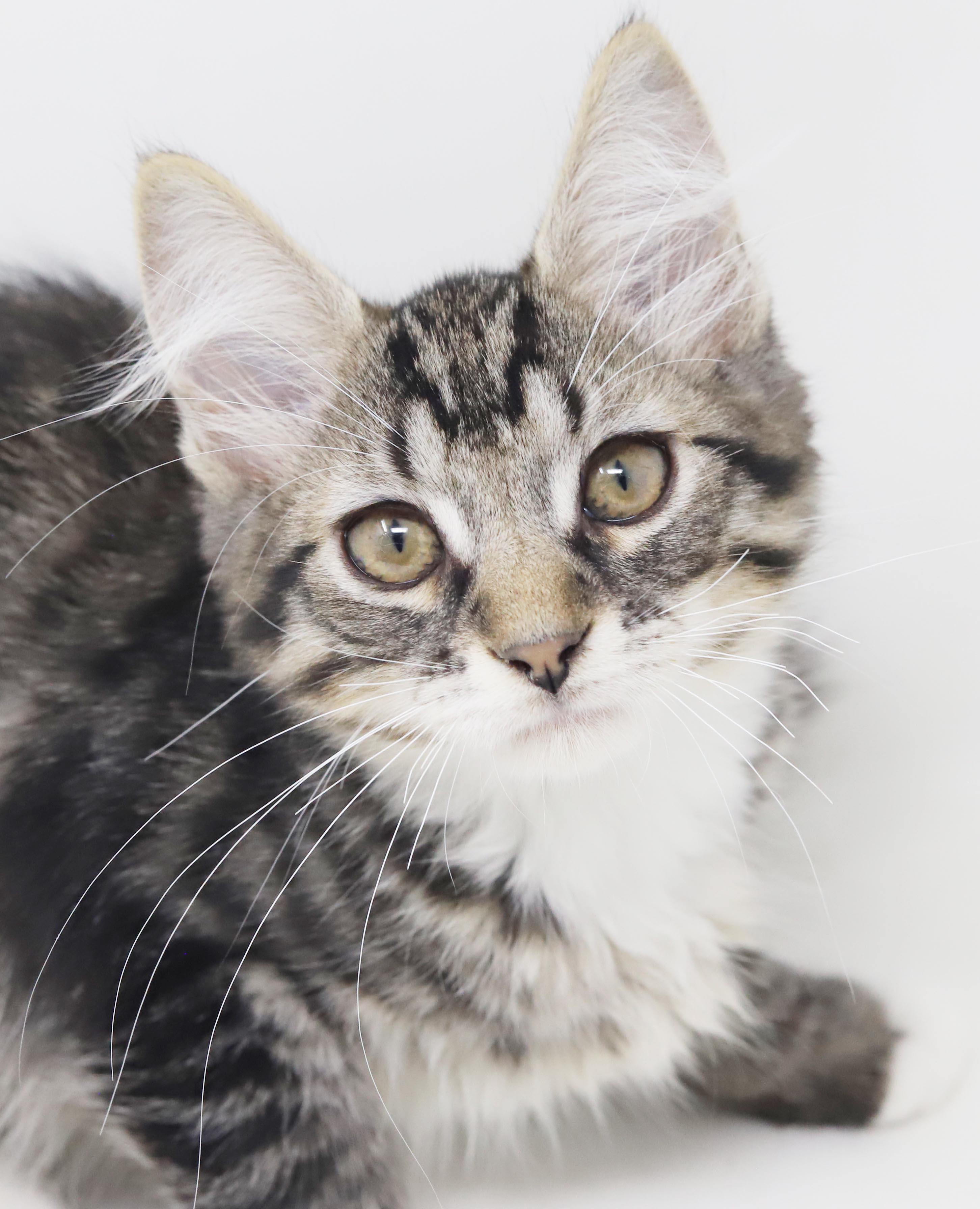 Vronk is our floofy hunk, an adopted mixed breed in Bedford Hills, NY image 3/6