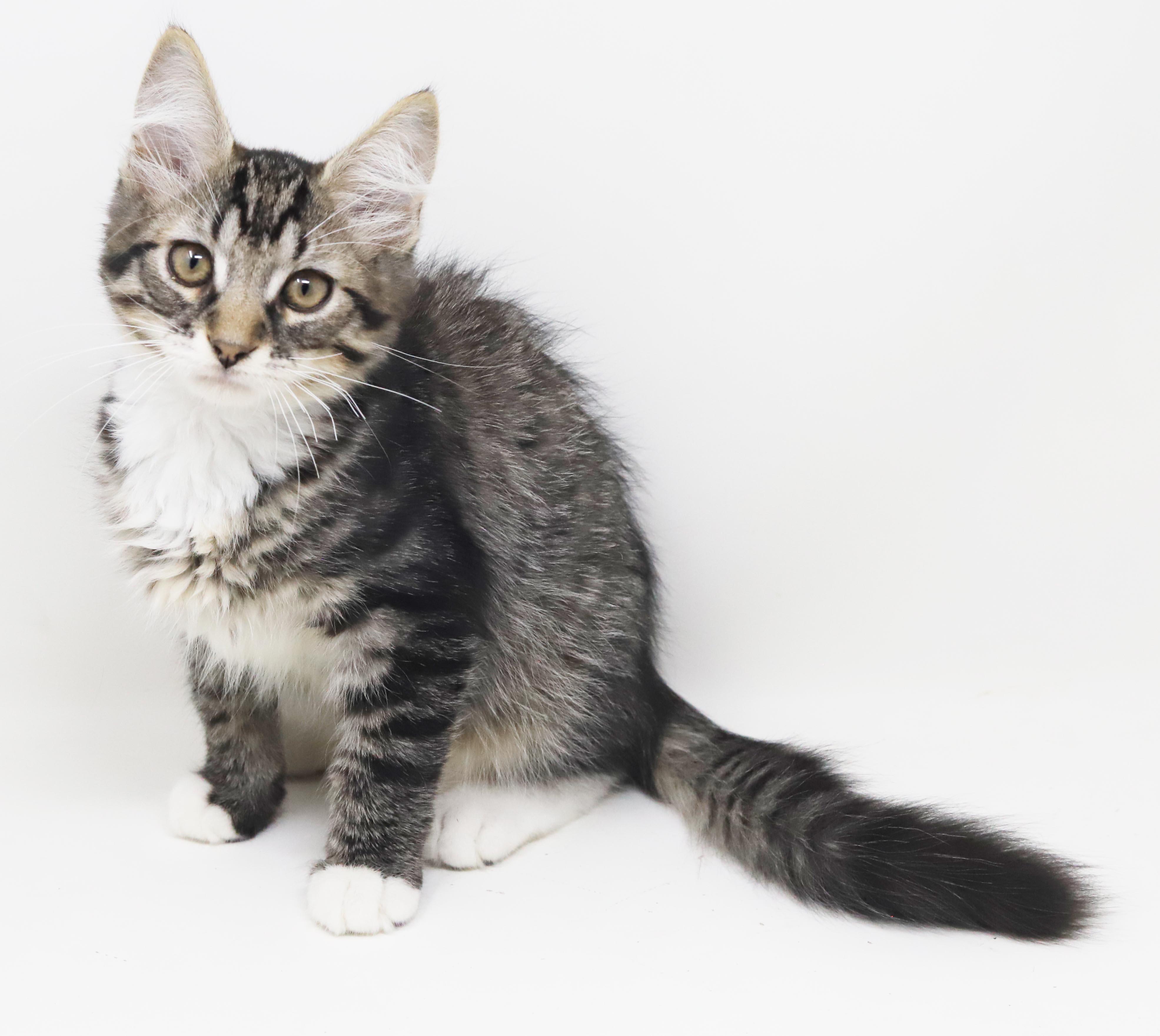 Vronk is our floofy hunk, an adopted mixed breed in Bedford Hills, NY image 5/6