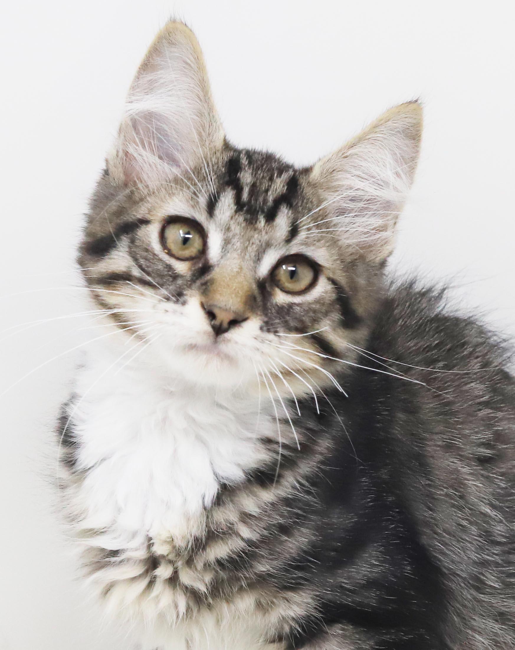 Vronk is our floofy hunk, adopted, Kitten Male Maine Coon & Tabby.