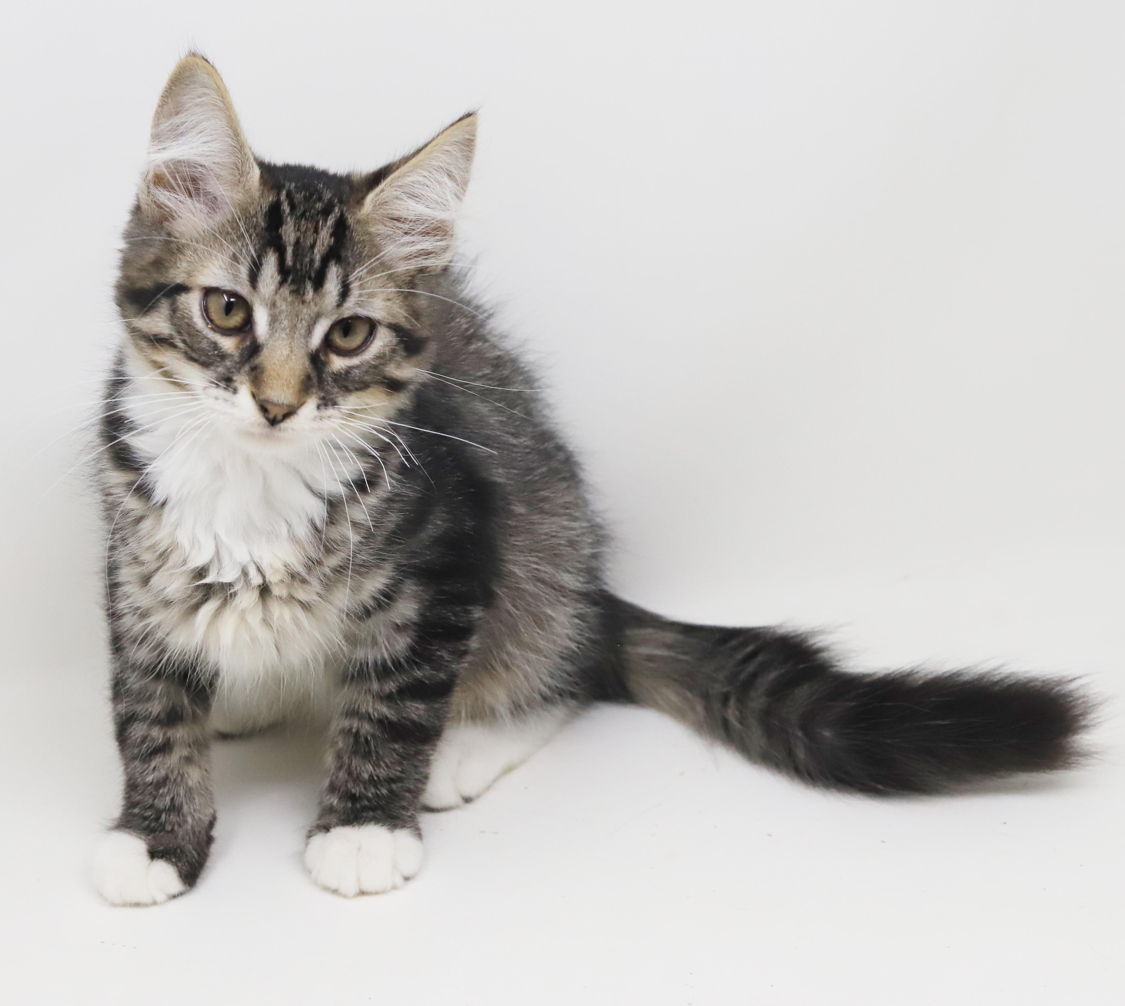 Vronk is our floofy hunk, an adopted mixed breed in Bedford Hills, NY image 2/6