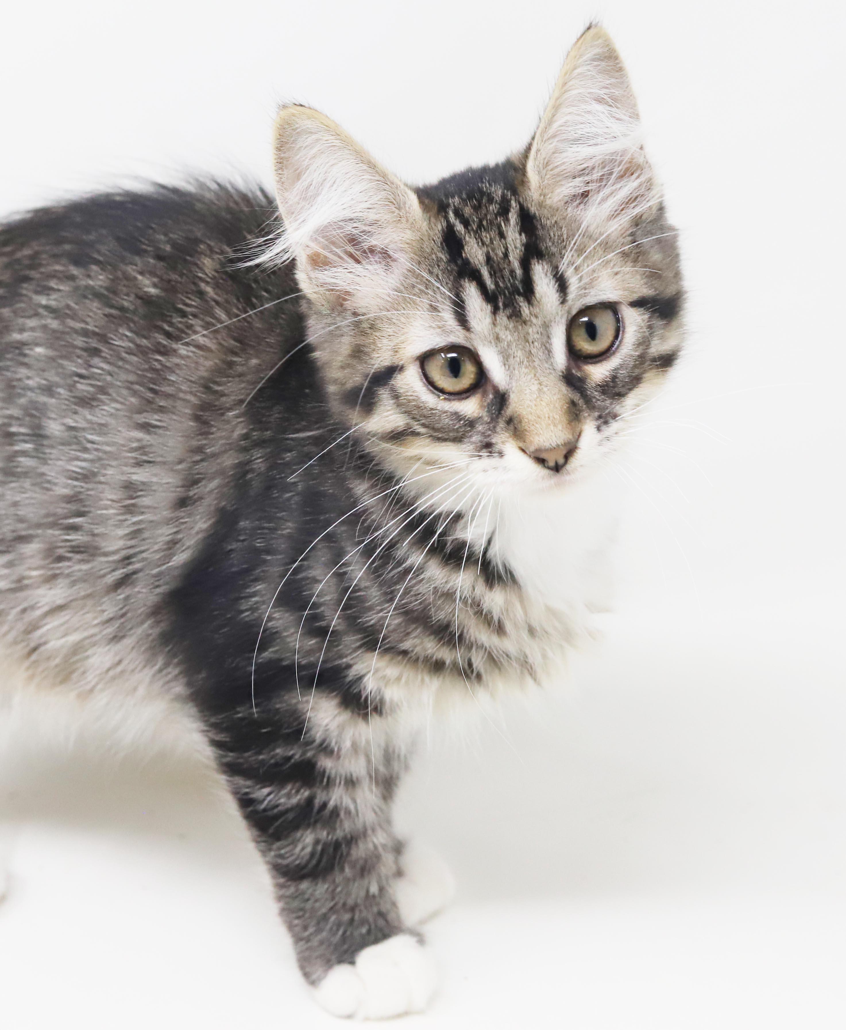 Vronk is our floofy hunk, an adopted mixed breed in Bedford Hills, NY image 6/6