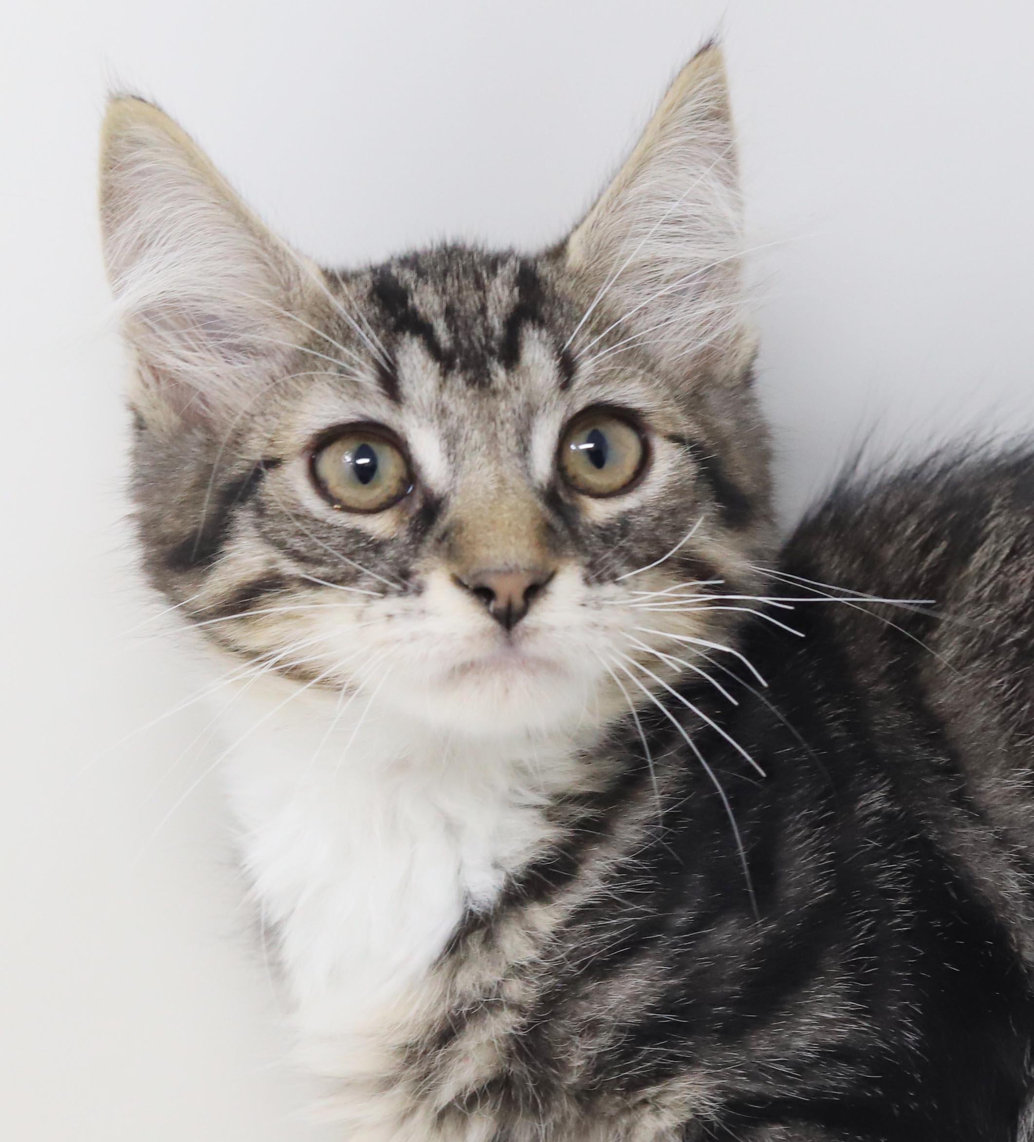 Vronk is our floofy hunk, an adopted mixed breed in Bedford Hills, NY image 4/6