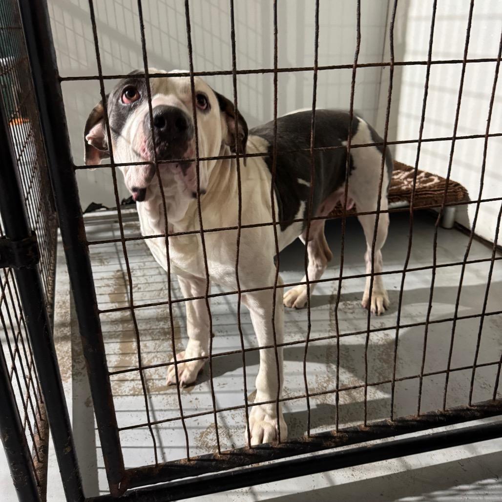 Enlarge Chunkers, a Adoptable mixed breed in Newberg, OR image 2/6