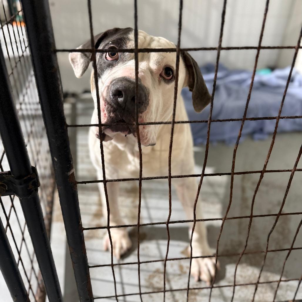 Enlarge Chunkers, a Adoptable mixed breed in Newberg, OR image 4/6