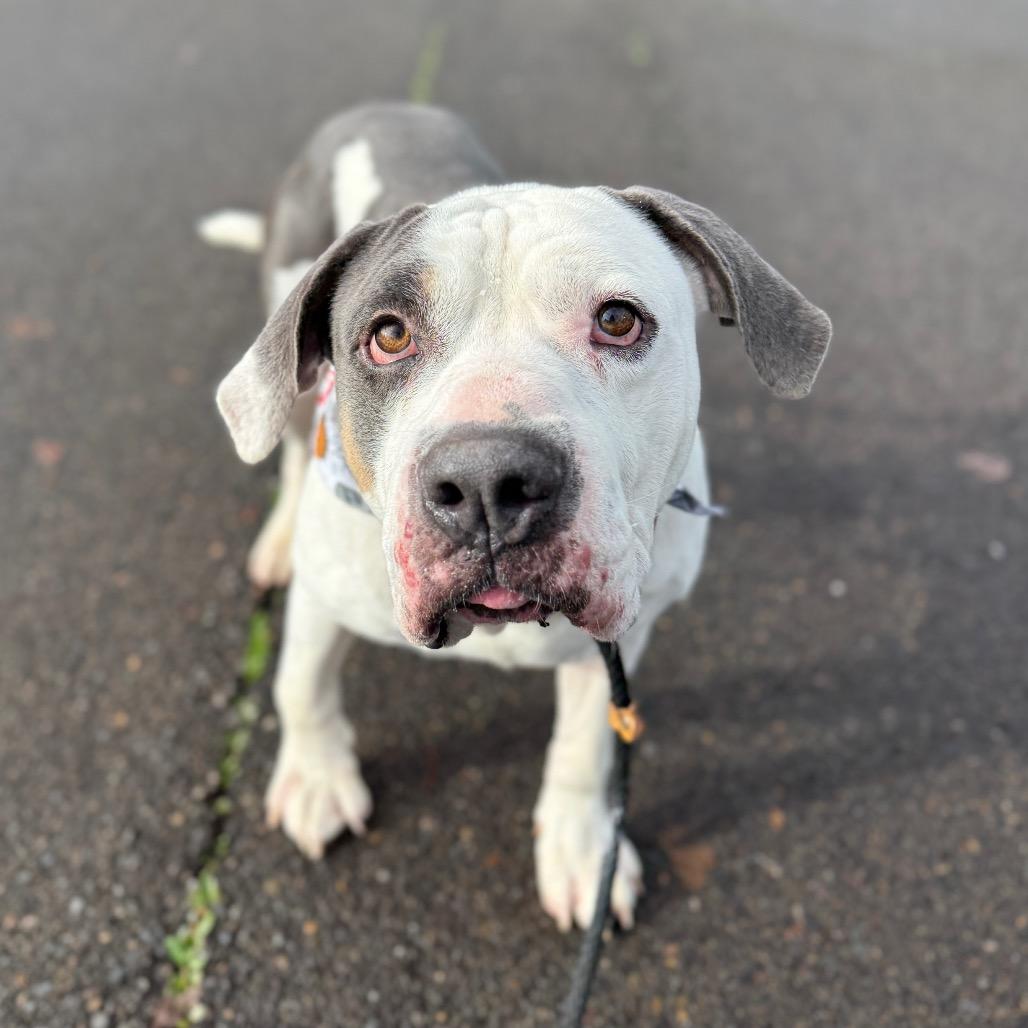 Enlarge Chunkers, a Adoptable mixed breed in Newberg, OR image 6/6