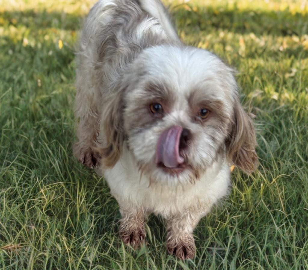 Donny, ADOPTABLE, Young Male Shih Tzu.