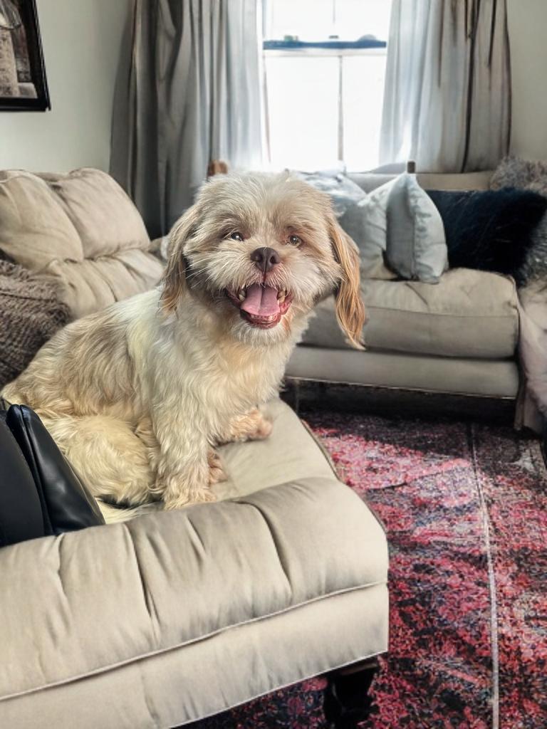 Donny, a ADOPTABLE Shih Tzu in San Antonio, TX image 2/3