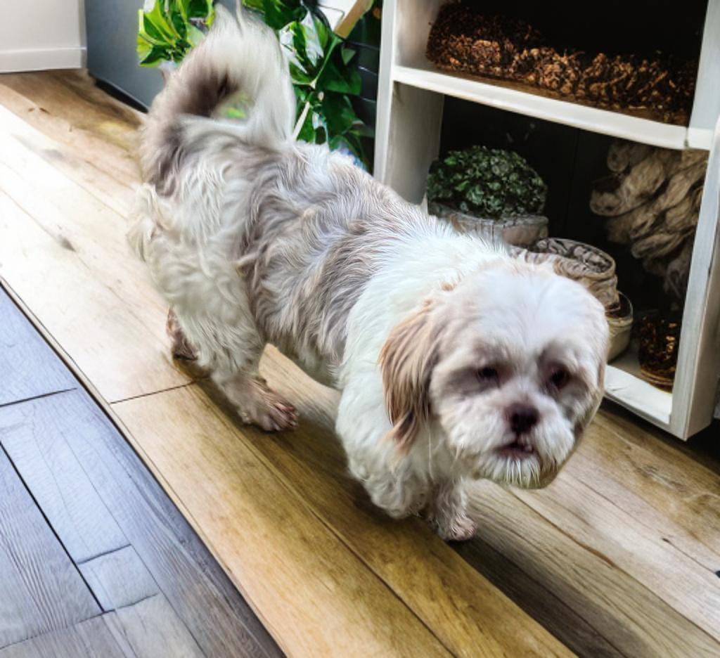 Donny, a ADOPTABLE Shih Tzu in San Antonio, TX image 3/3