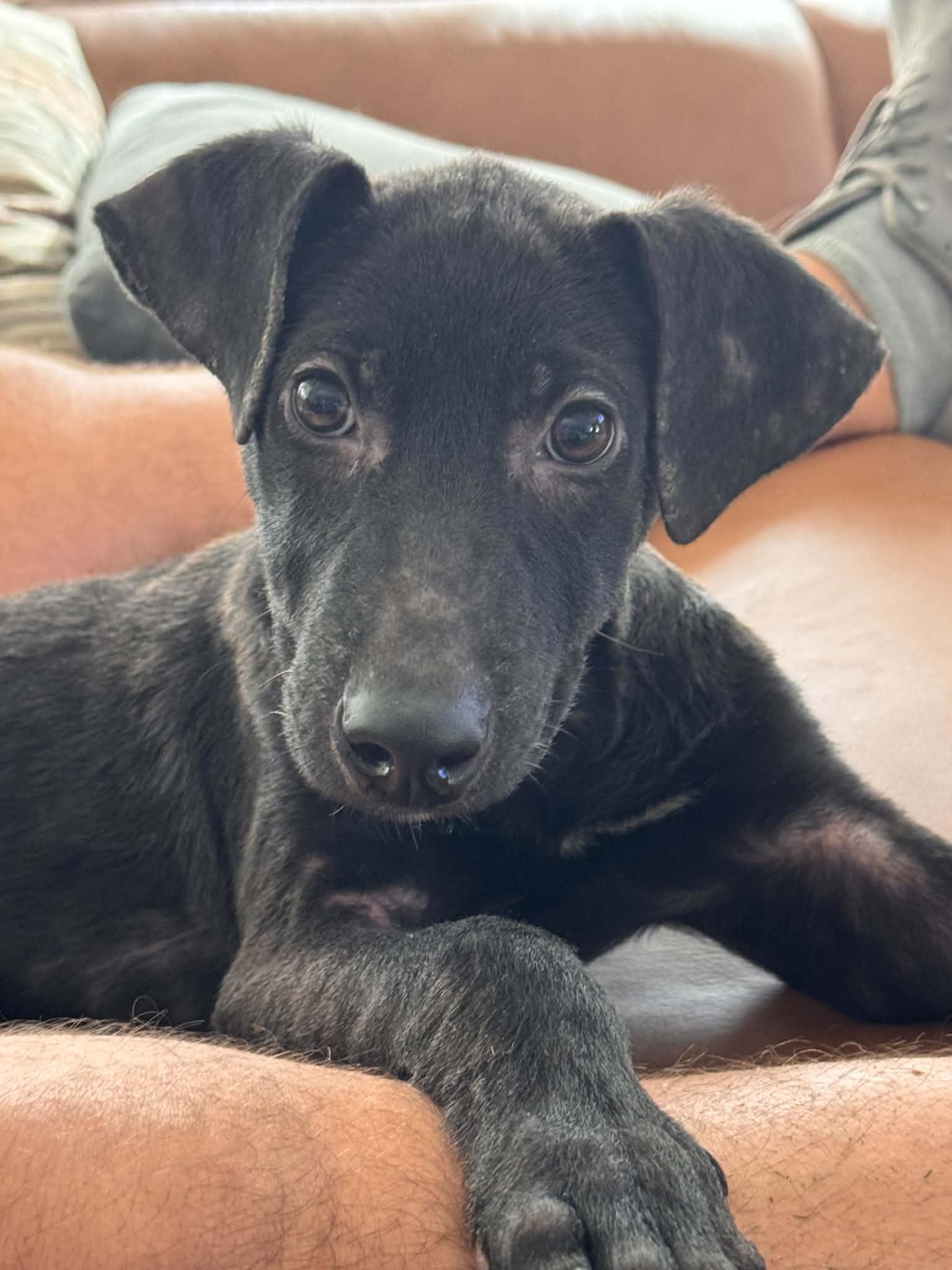 Benny, Adoptable, Puppy Male Dutch Shepherd.