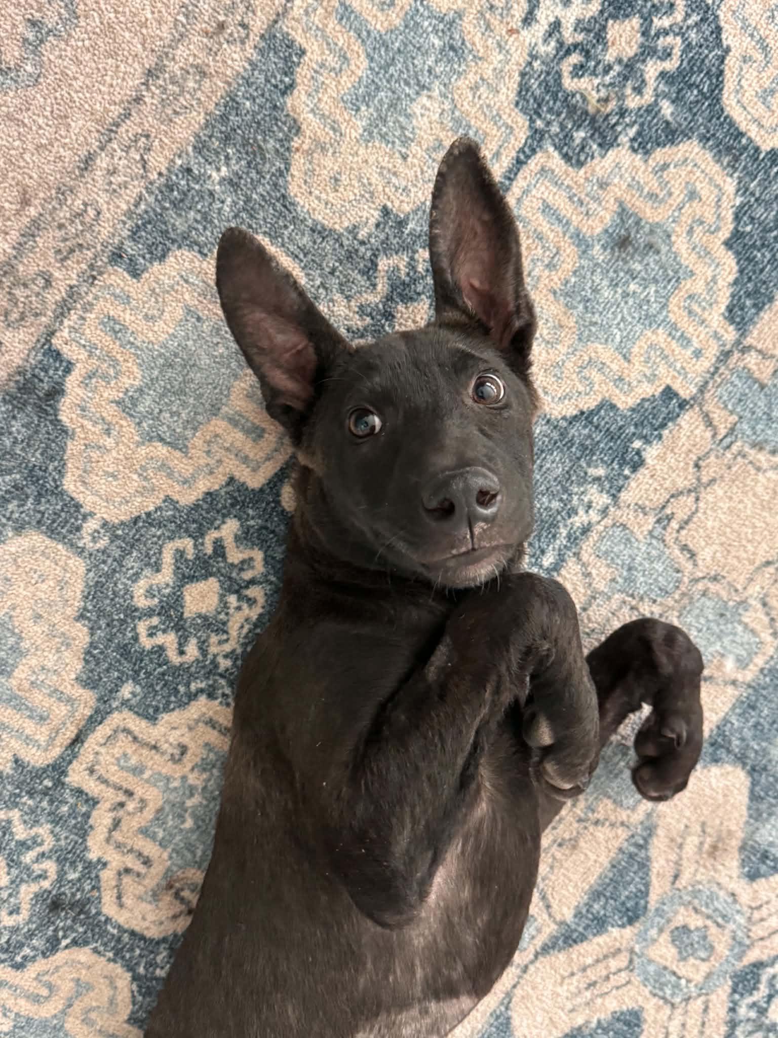 Enlarge Benny, a Adoptable mixed breed in Parker, CO image 4/4
