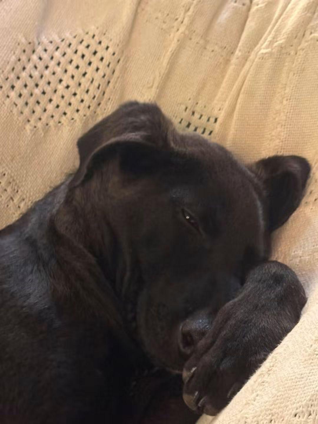 Enlarge Benny, a Adoptable mixed breed in Parker, CO image 2/4