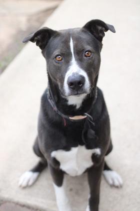 Wayne, a Adoptable mixed breed in Fort Worth, TX image 3/5