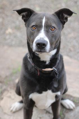 Wayne, a Adoptable mixed breed in Fort Worth, TX image 4/5