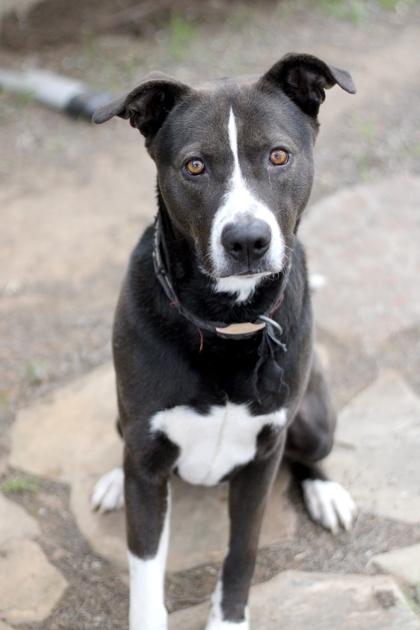 Wayne, a Adoptable mixed breed in Fort Worth, TX image 5/5