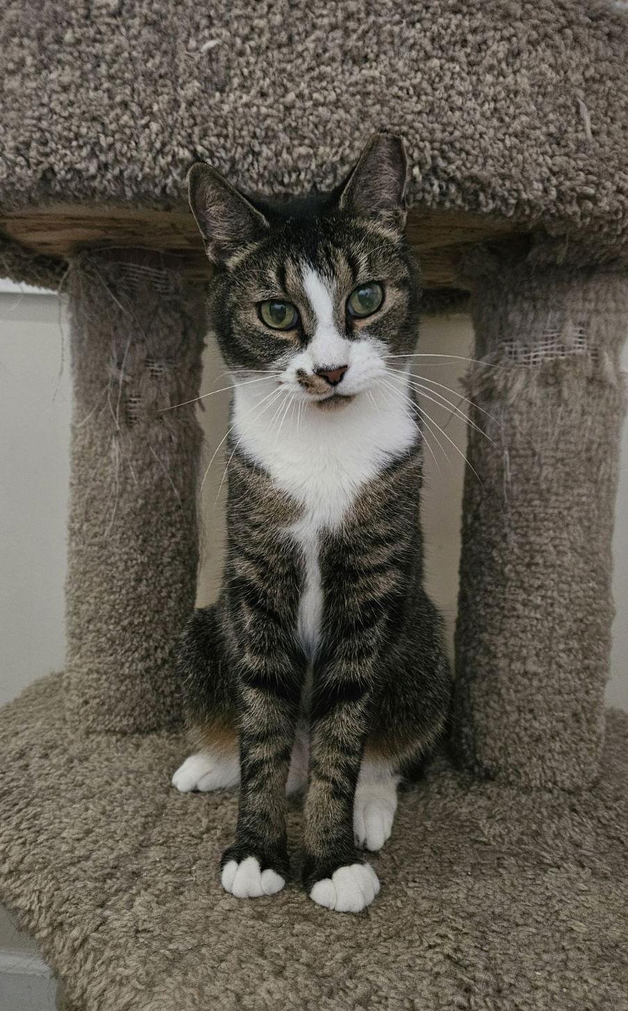 Enlarge Hudson, a Adoptable mixed breed in West Palm Beach, FL image 1/3