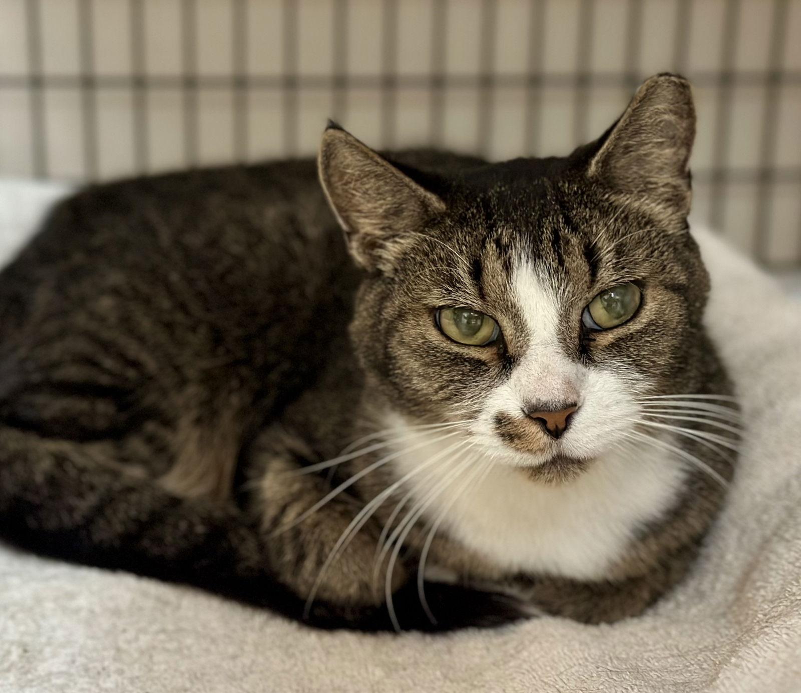 Enlarge Hudson, a Adoptable mixed breed in West Palm Beach, FL image 2/3