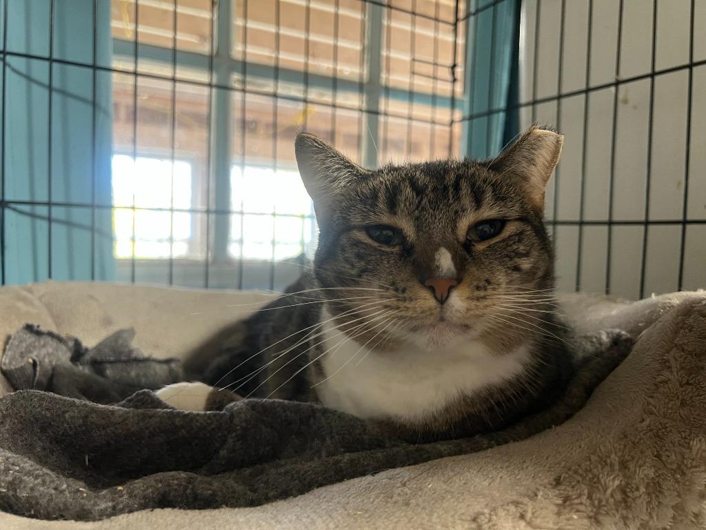 Enlarge 65-Tabitha Kent bonded with Dixie, a Adoptable mixed breed in Windsor, CT image 1/2