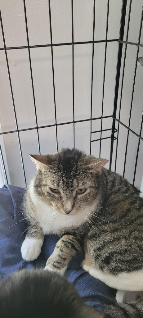 Enlarge 65-Tabitha Kent bonded with Dixie, a Adoptable mixed breed in Windsor, CT image 2/2