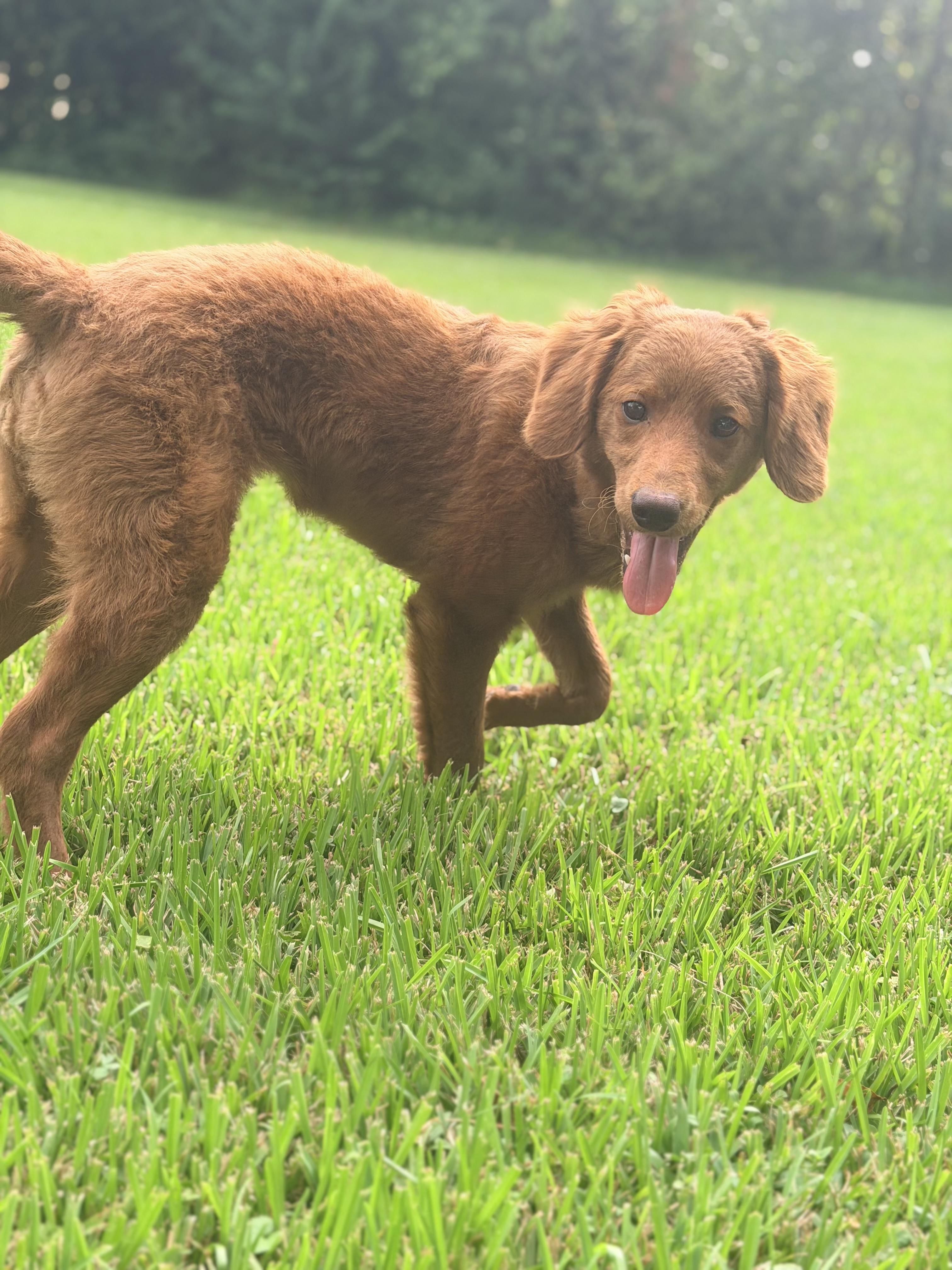 Enlarge LUCY, a Adopted Goldendoodle in Warwick, RI image 5/6