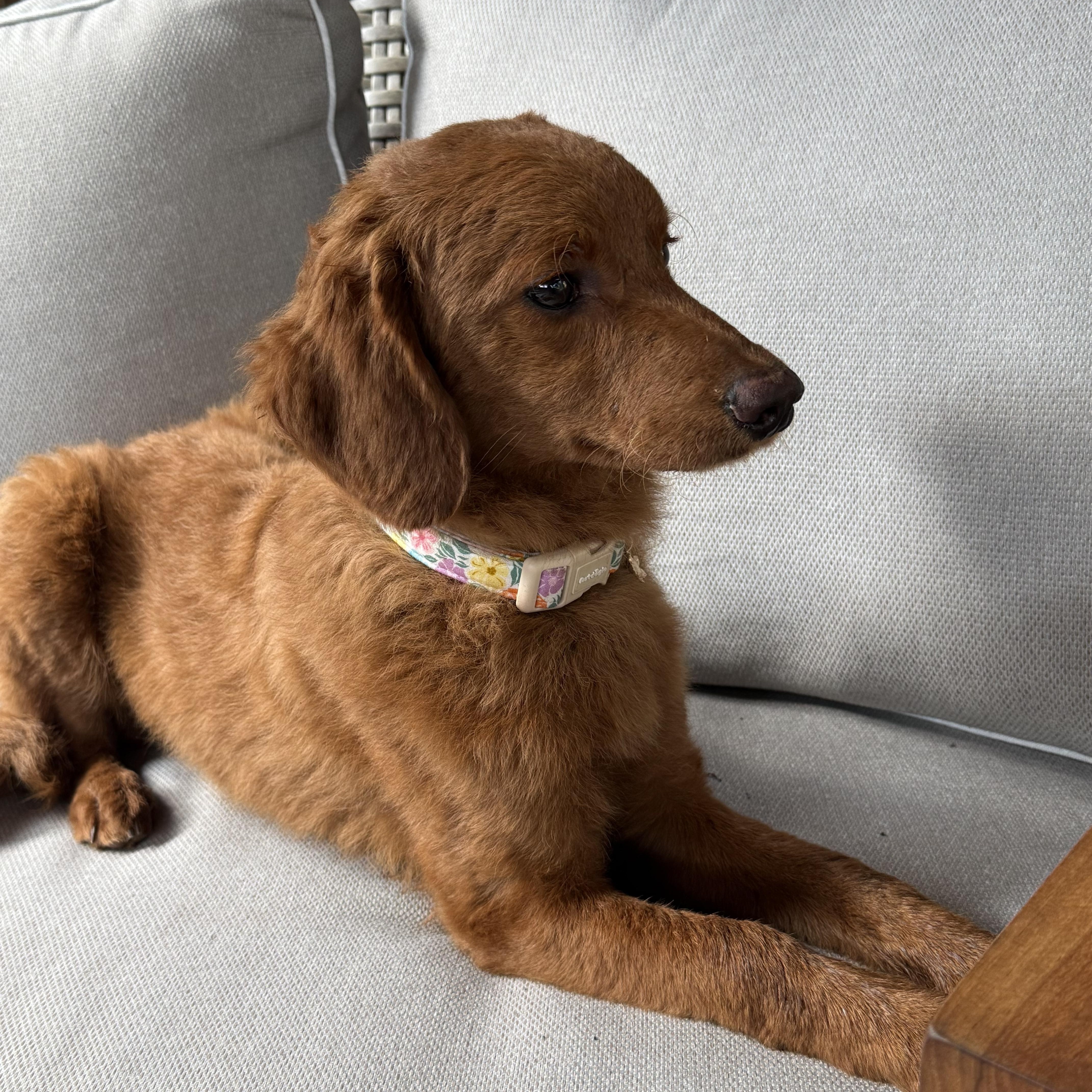 Enlarge LUCY, a Adopted Goldendoodle in Warwick, RI image 2/6