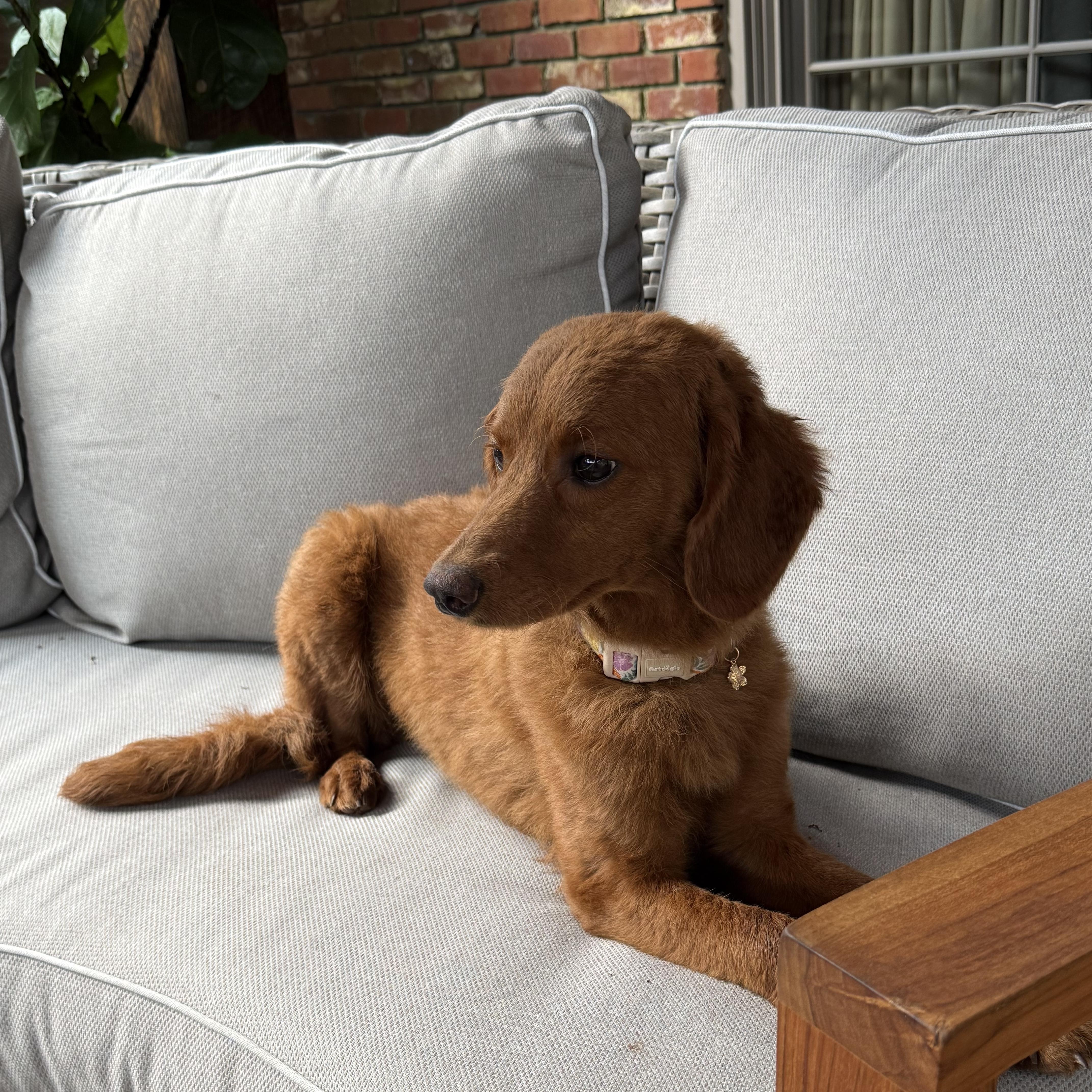 Enlarge LUCY, a Adopted Goldendoodle in Warwick, RI image 3/6