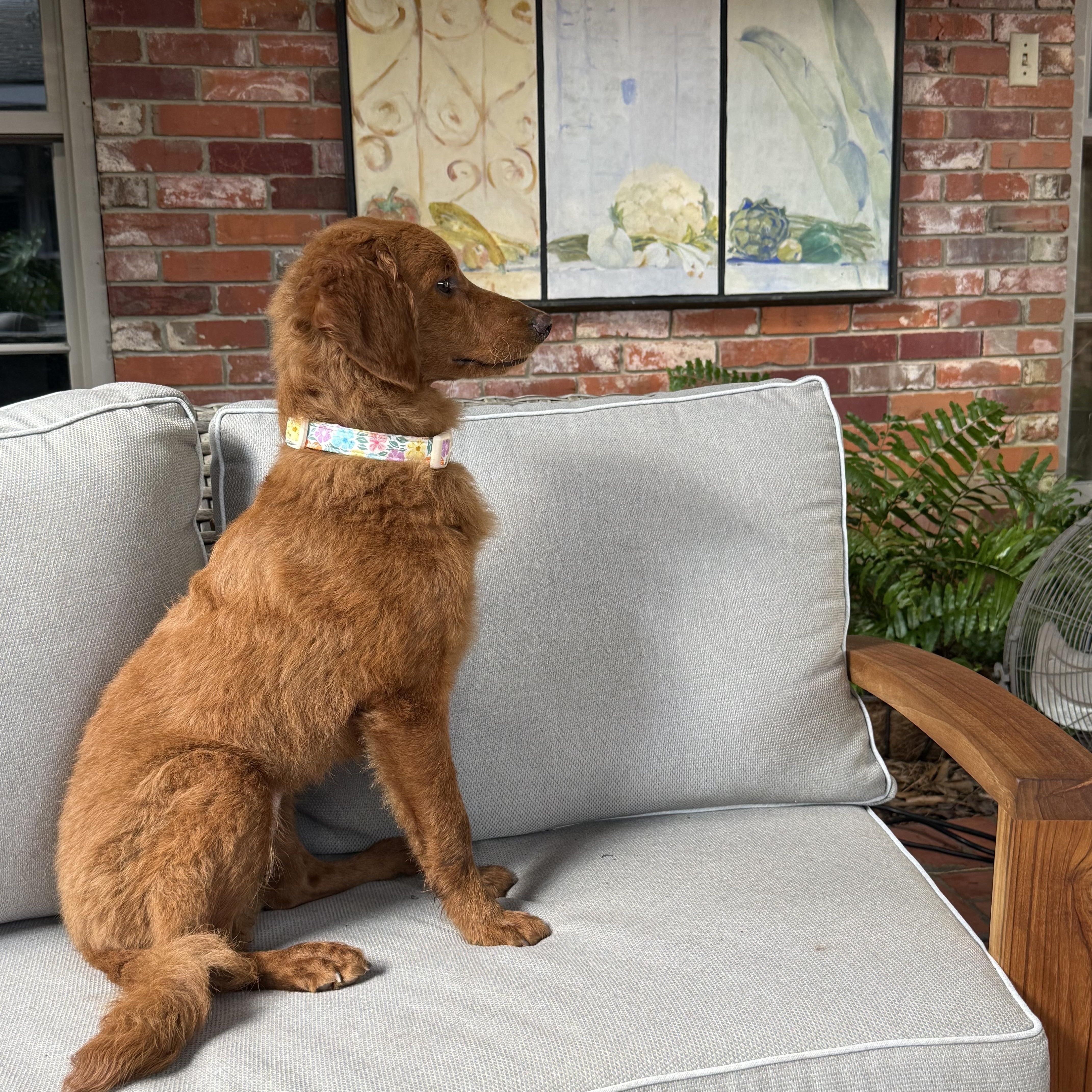 Enlarge LUCY, a Adopted Goldendoodle in Warwick, RI image 4/6