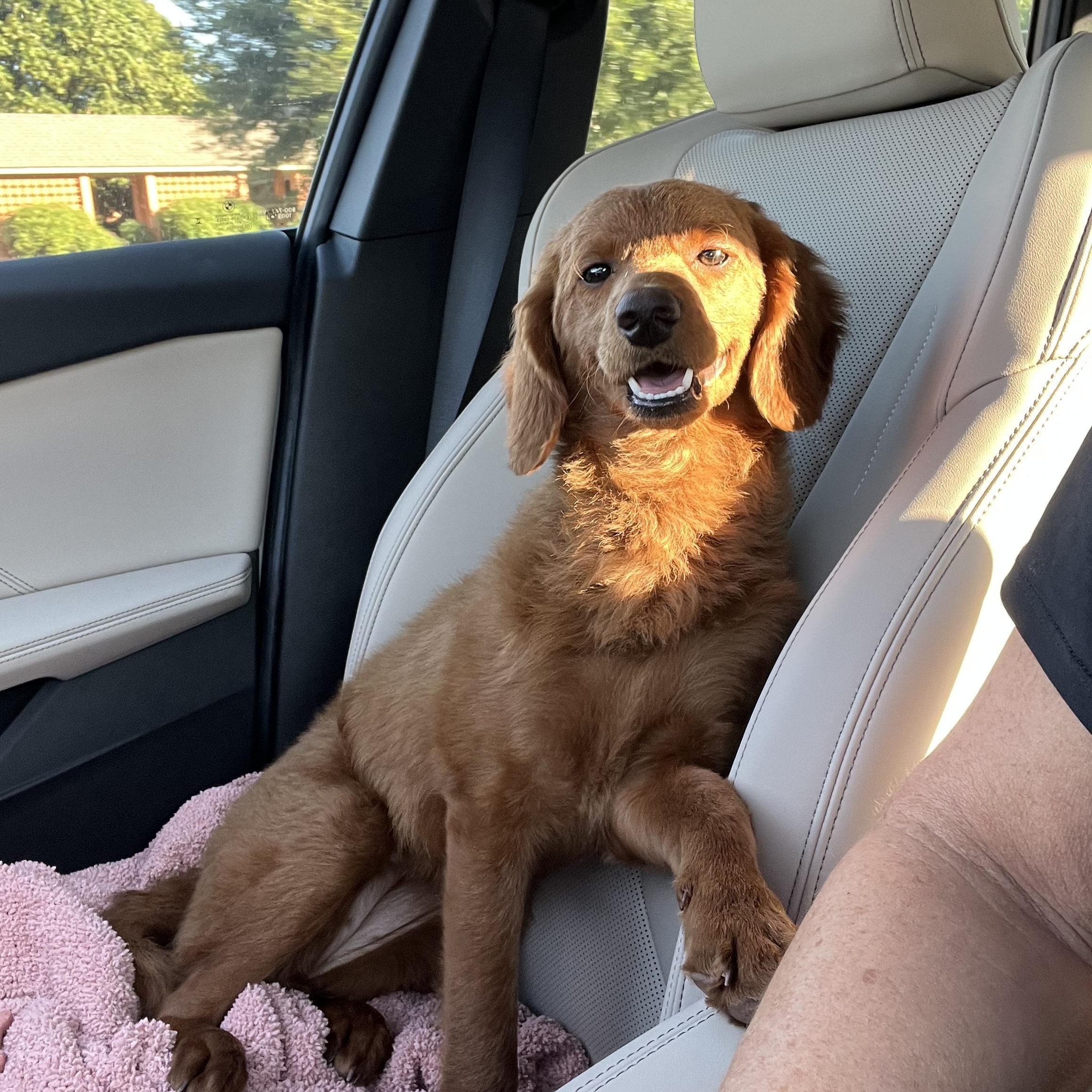 Enlarge LUCY, a Adopted Goldendoodle in Warwick, RI image 1/6