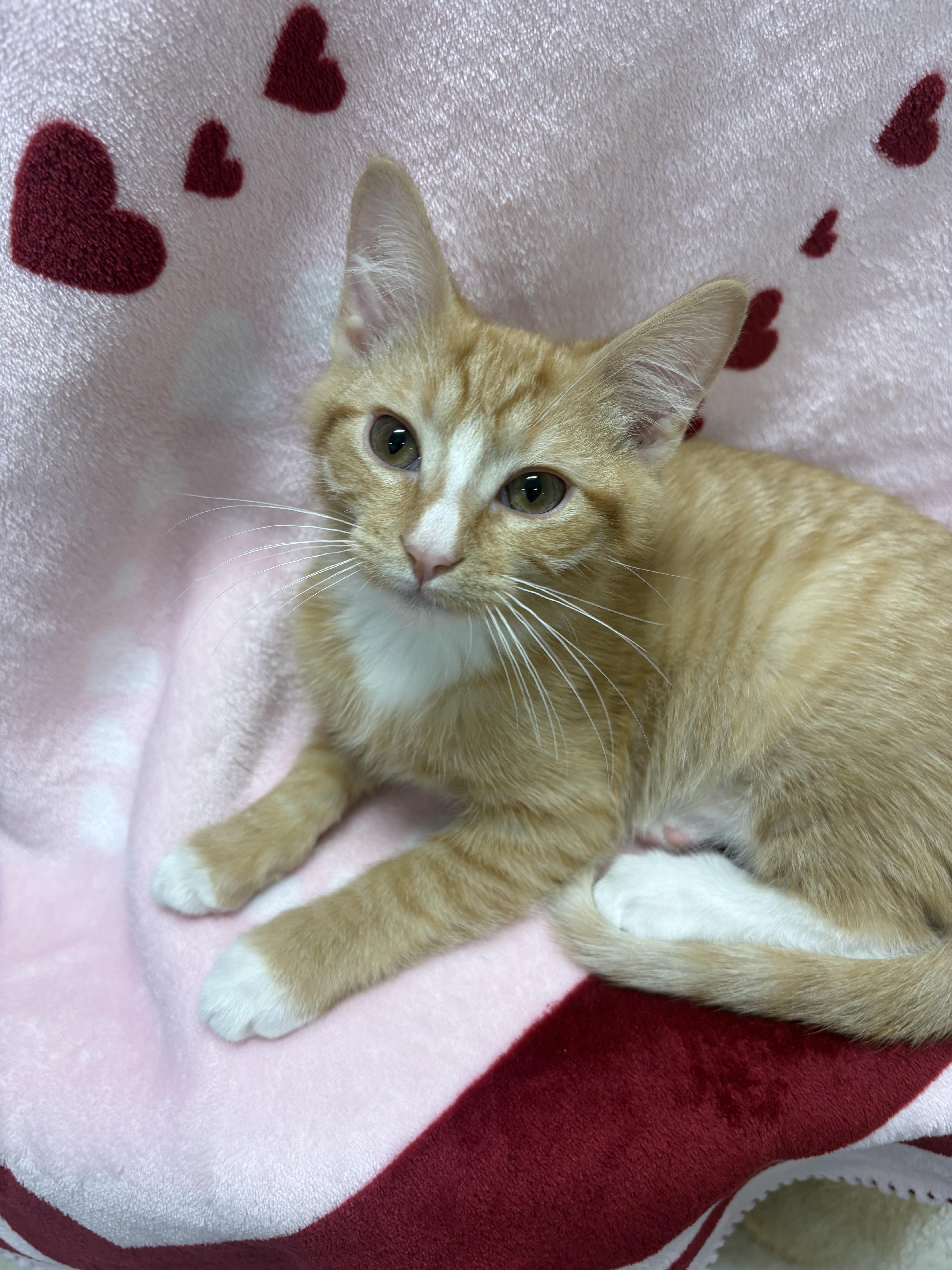 Enlarge Crusty, an adopted Tabby in Mount Pleasant, SC image 1/1