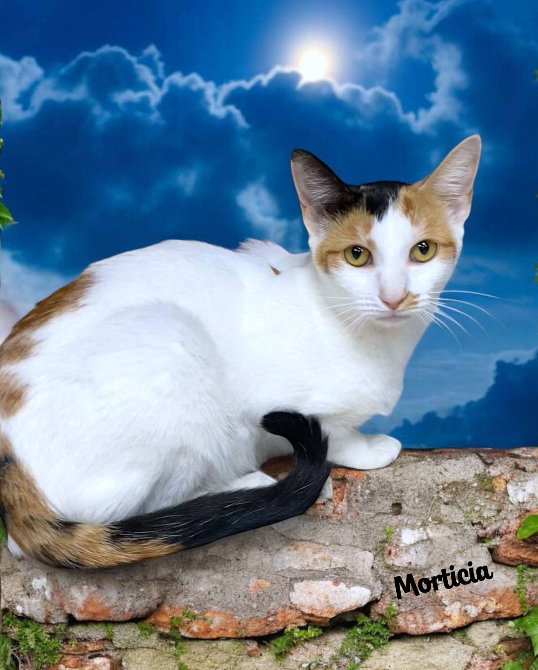 Enlarge MORTICIA, a Adoptable mixed breed in Sumter, SC image 2/6